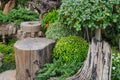 Hardwood stump seat and green dwarf bush in garden