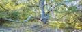 Hardwood tree branches growing in a forest with green plants and shrubs. Scenic landscape of wild tree trunk with lush