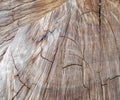 Hardwood tree cutting trunk backgrounds,natural cut stump wooden texture and timber patterns.