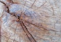Hardwood tree cutting trunk backgrounds,natural tree ring cut stump wooden texture and timber patterns. Royalty Free Stock Photo