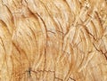Hardwood trunk cutting saw backgrounds,natural cut stump wooden texture and timber patterns. Royalty Free Stock Photo