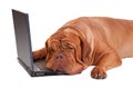 Hardworker dog with computer Royalty Free Stock Photo