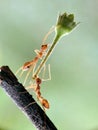 Hardworking ant team work Royalty Free Stock Photo