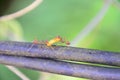 Hardworking ants find food