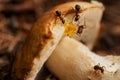 Hardworking ants work with mushroom. Teamwork Royalty Free Stock Photo