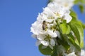 hardworking bee collects nectar from apple white flowers on clear sunny day against blue sky Royalty Free Stock Photo