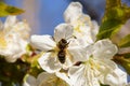Hardworking bee pollinates cherry flowers