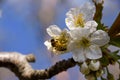 Hardworking bee pollinates cherry flowers