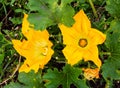 A hardworking bee pollinates a yellow zucchini flower among green foliage in a vegetable garden Royalty Free Stock Photo