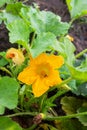 A hardworking bee pollinates a yellow zucchini flower among green foliage in a vegetable garden Royalty Free Stock Photo