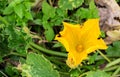 A hardworking bee pollinates a yellow zucchini flower among green foliage in a vegetable garden Royalty Free Stock Photo