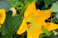 A hardworking bee pollinates a yellow zucchini flower among green foliage in a vegetable garden Royalty Free Stock Photo