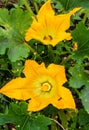 A hardworking bee pollinates a yellow zucchini flower among green foliage in a vegetable garden Royalty Free Stock Photo