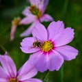 Hardworking bee works on a flower - collects pollen Royalty Free Stock Photo