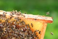 Hardworking bees on honeycomb