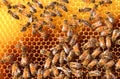 Hardworking bees on honeycomb