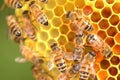 Hardworking bees on honeycomb