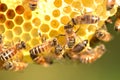 Hardworking bees on honeycomb