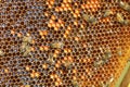 Hardworking bees on honeycomb