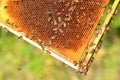 Hardworking bees on honeycomb