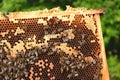 Hardworking bees on honeycomb