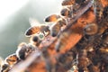 Hardworking bees on honeycomb