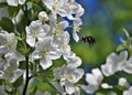 Hardworking Bumblebee Pollinating White Flowers Royalty Free Stock Photo