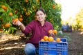 Hardworking farmer girl plucks ripe tangerines
