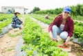 Hardworking farmers working on the plantation beds collect ripe strawberries