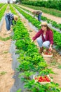 Hardworking farmers working on the plantation beds collect ripe strawberries