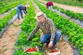 Hardworking farmers working on the plantation beds collect ripe strawberries