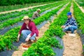 Hardworking farmers working on the plantation beds collect ripe strawberries