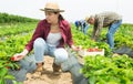 Hardworking farmers working on the plantation beds collect ripe strawberries