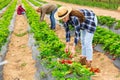 Hardworking farmers working on the plantation beds collect ripe strawberries