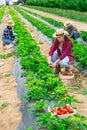 Hardworking farmers working on the plantation beds collect ripe strawberries