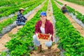 Hardworking farmers working on the plantation beds collect ripe strawberries