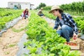 Hardworking farmers working on the plantation beds collect ripe strawberries