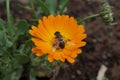 Honey bee on a bright orange Calendula officinalis flower Royalty Free Stock Photo