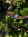 a hardworking honey-bee at work on a flower Royalty Free Stock Photo