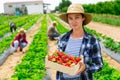 Hardworking woman farmer working on a plantation holding a crate of strawberries Royalty Free Stock Photo