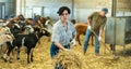 Hardworking young woman farmer making straw and hay preparations on goat farm Royalty Free Stock Photo