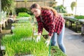 Hardworking young woman farmer takes seedlings out of cassettes