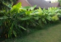 Hardy Banana Plant in a Backyard Garden Setting Royalty Free Stock Photo