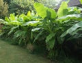 A Row of Japanese Hardy Banana Plants on a Backyard Garden Fence Row Royalty Free Stock Photo