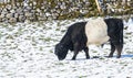 Hardy black and white Belted Galloway bull
