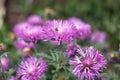 Hardy Blue Aster Flowers