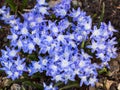 Hardy blue flowered leadwort