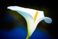 Hardy Calla Lily Zantedeschia aethiopica white flower against a predominantly dark and blue out of focus background