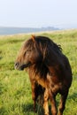 Dartmoor ponies stallion & mare Royalty Free Stock Photo