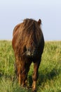 Dartmoor ponies stallion & mare Royalty Free Stock Photo